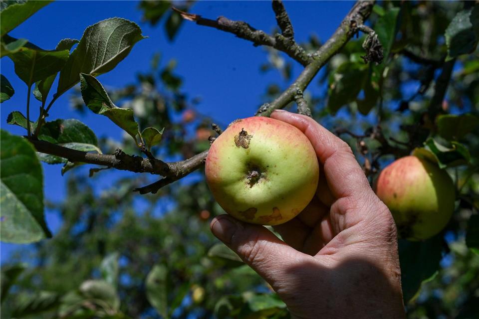 Die Hauptanbaugebiete liegen in den Landkreisen Potsdam-Mittelmark und Märkisch-Oderland sowie in Frankfurt (Oder).Jens Kalaene/dpa