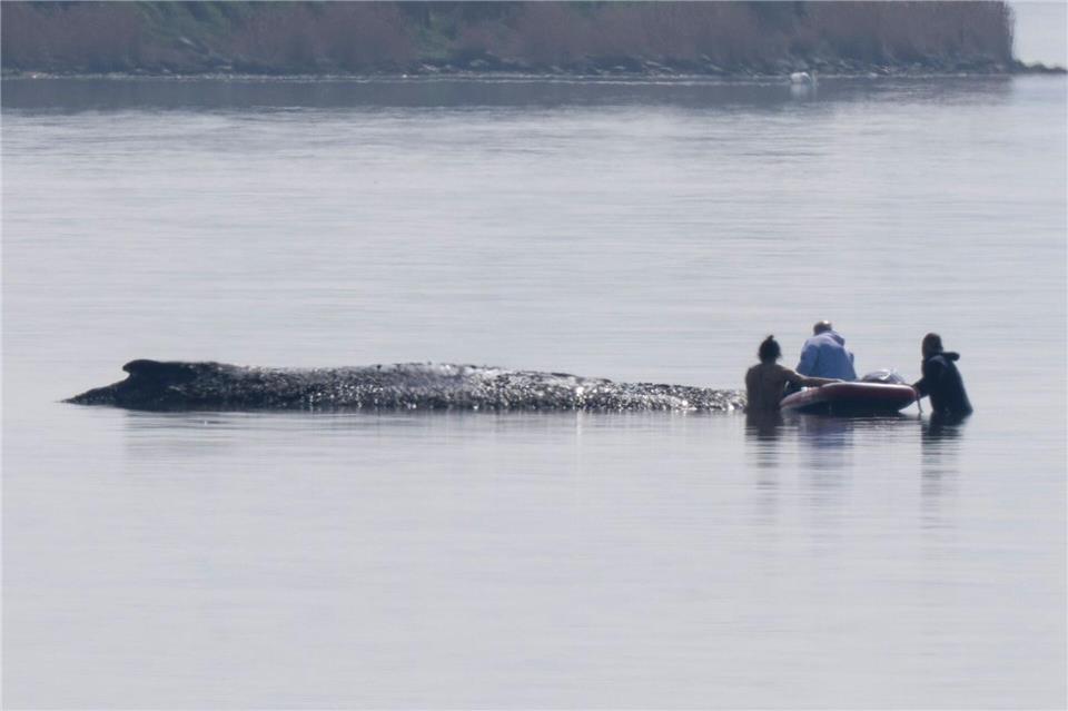 Die Helfer nehmen Kontakt zu dem gestrandeten, mutmaßlich schwer kranken Tier auf.Philip Dulian/dpa