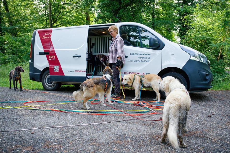 Wenn der Job vier Pfoten hat Die Herausforderung beginnt schon beim Einsammeln der Hunde, beim Einstieg ins Auto, beim Umgang mit verschiedenen Charakteren.Uwe Anspach/dpa