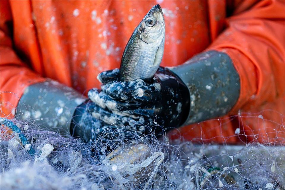 Die Heringssaison an Mecklenburg-Vorpommerns Küsten startet verhalten. (Archivbild)Jens Büttner/dpa-Zentralbild/dpa