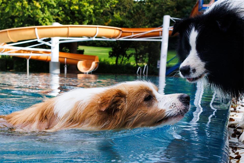 Die Herrchen und Frauen dürfen beim Hundeschwimmen nur anfeuern. (Archivbild)Carsten Koall/dpa