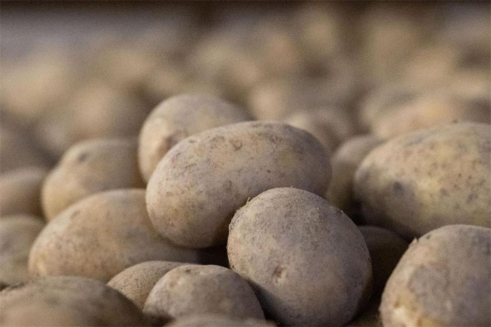 Die Hitze und Trockenheit haben die Erträge der Kartoffelernte in diesem Jahr in Hessen geschmälert. (Symbolfoto)Katharina Kausche/dpa