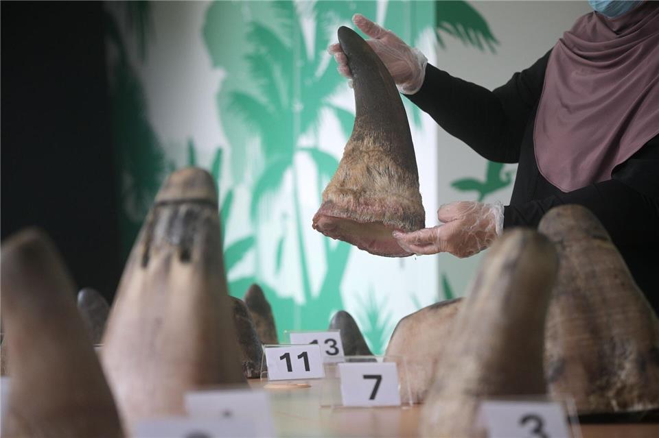 Die Hörner von Nashörnern sind heiß begehrt - vor allem in Asien.Then Chih Wey/XinHua/dpa