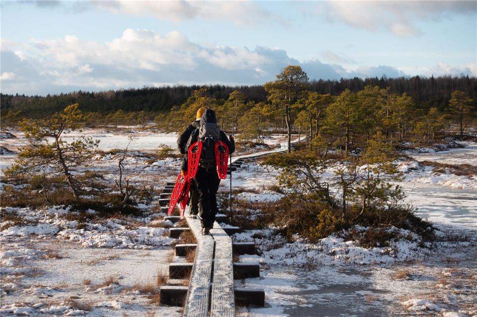 Die Holzplanken führen sicher durchs Moor Kakerdaja - die Schneeschuhe sind geschultert.Andreas Drouve/dpa-tmn