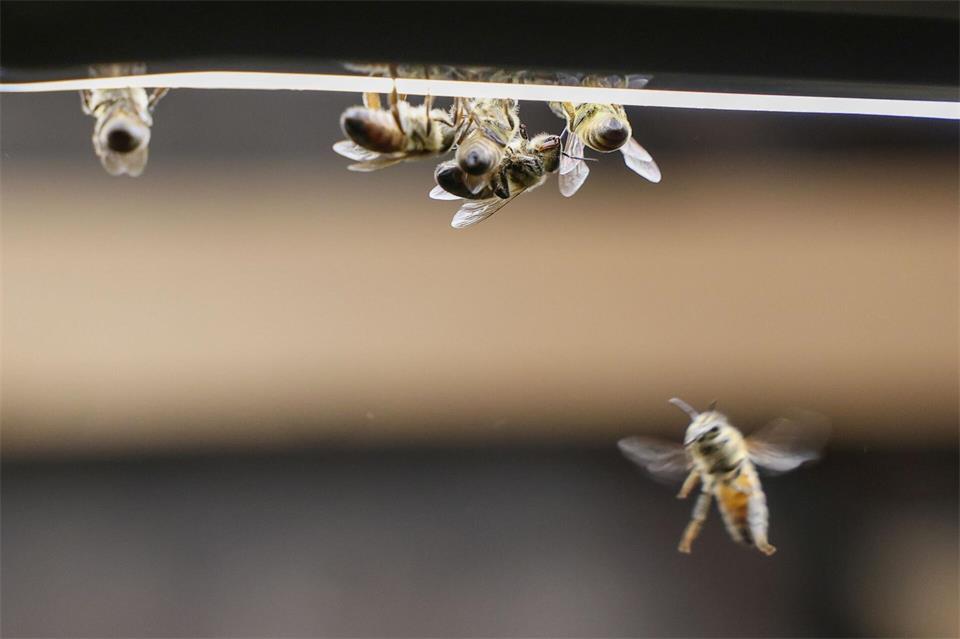 Die Honigernte in Sachsen-Anhalt war im Bienenjahr 2026 nicht überall gut. (Symbolbild)Peter Gercke/dpa