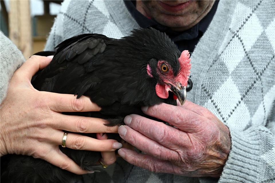Die Hühner sind zum Gesprächsthema im Heim geworden. Martin Schutt/dpa