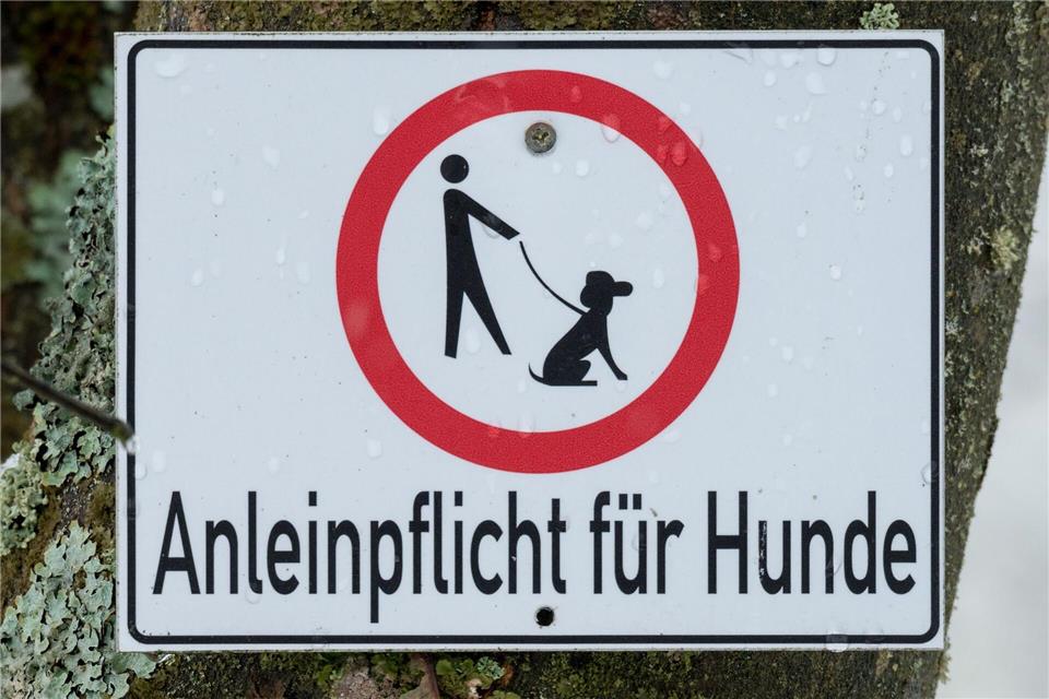 Die Hundebesitzer gerieten handfest aneinander. (Symbolbild)picture alliance / dpa