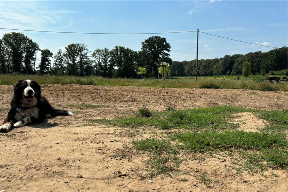 Die Idee, in Raesfeld eine Freilauffläche für Hunde zu realisieren, ist schwieriger umzusetzen als es von den Initiatoren erwartet worden ist.