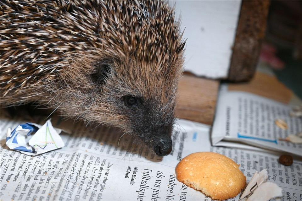 Die Igel werden im Frühjahr wieder ausgewildert.Heiko Rebsch/dpa