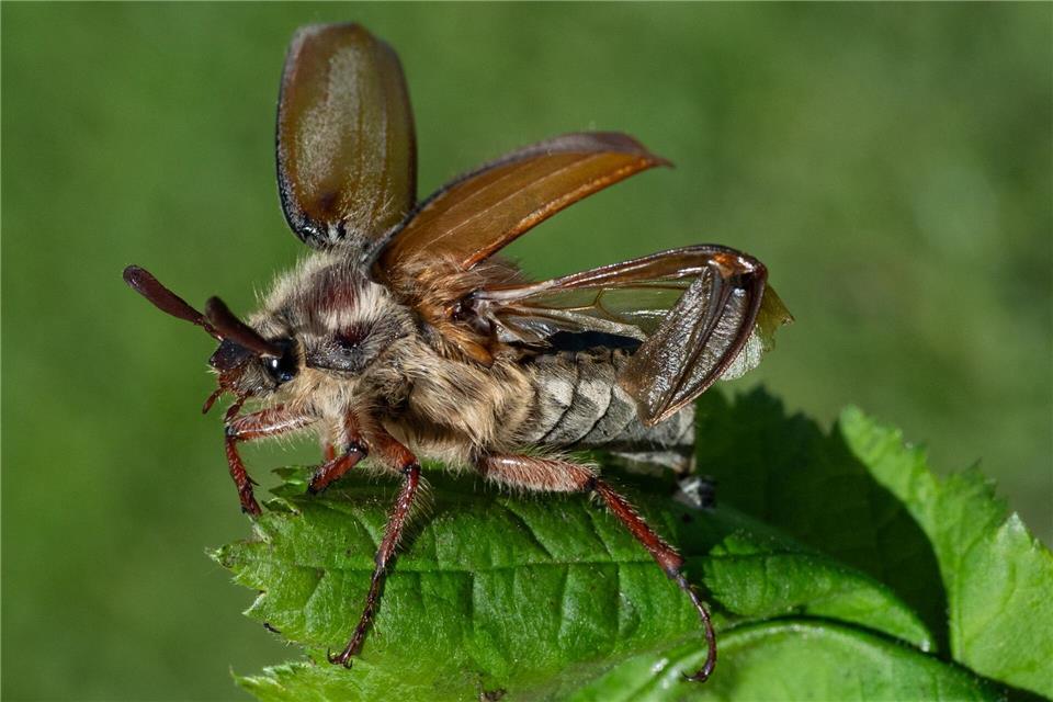 Die Insekten leben demnach zwischen zwei und vier Jahren als sogenannte Engerlinge im Boden. Boris Roessler/dpa