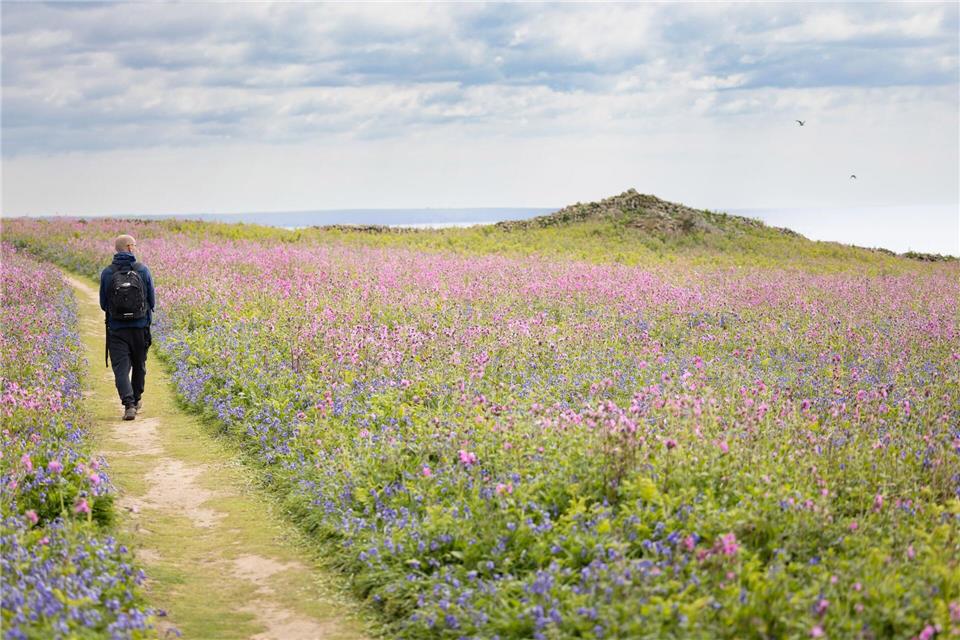 Die Insel Skomer ist ein Wanderparadies mit Meerblick. Crown Copyright (2025) Welsh Government/dpa-tmn