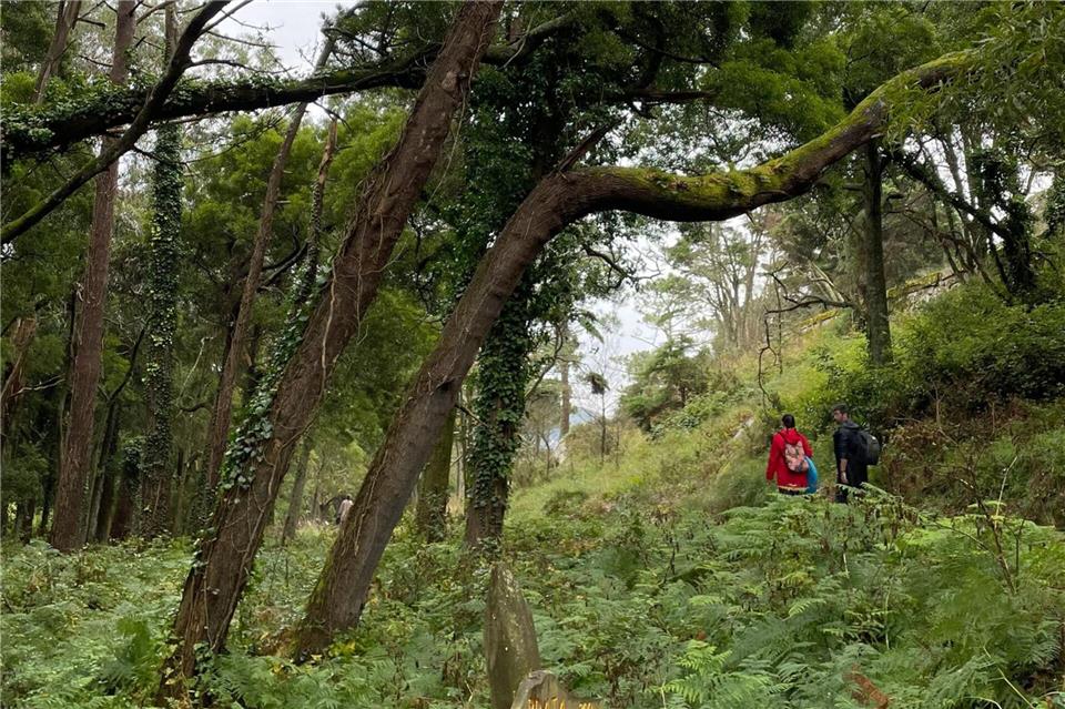 Die Inseln sind auch ein schönes Wandergebiet - wie hier im Wald auf der Illa do Faro.Manuel Meyer/dpa-tmn