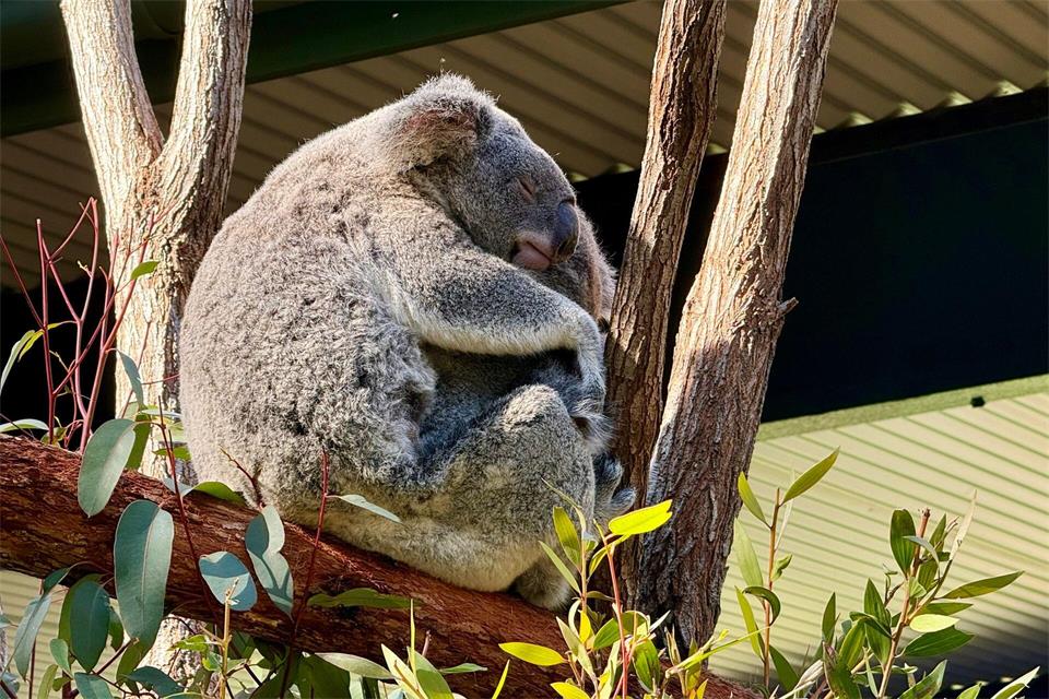 Die Irwins leiten auch ein Schutzgebiet für Koalas, eine der bekanntesten Tierarten Australiens.Carola Frentzen/dpa