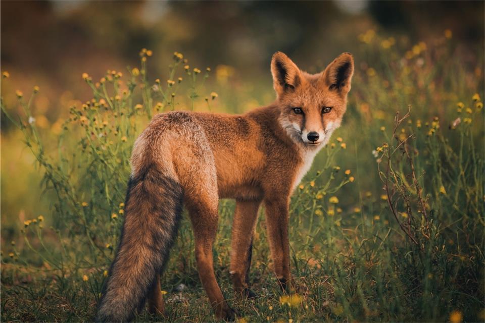 Die Jagd auf den Fuchs ist mittlerweile umstritten – zumindest bei Naturschützern. 