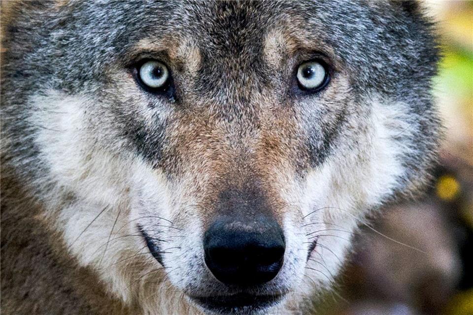 Die Jagd auf den Wolf im Nordschwarzwald ist vorerst beendet. (Symbolbild)Julian Stratenschulte/dpa