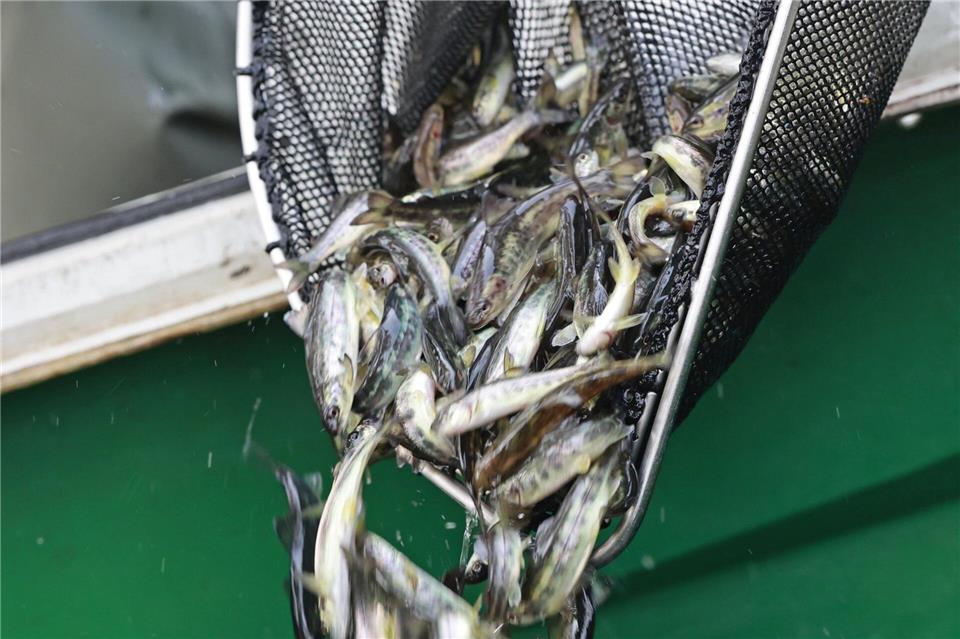 Die Junglachse sind etwa ein halbes Jahr alt. Matthias Bein/dpa