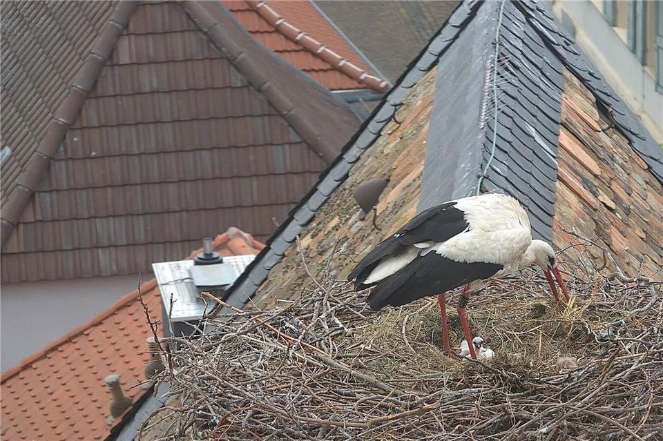 Die Jungstörche müssen versorgt werden.-/Storchenkamera Freinsheim-/dpa