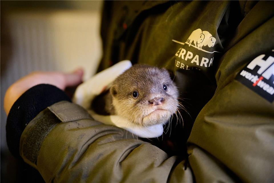 Die Jungtiere sind inzwischen rund zwei Monate alt.-/Tierpark Berlin/Zoo Berlin/dpa