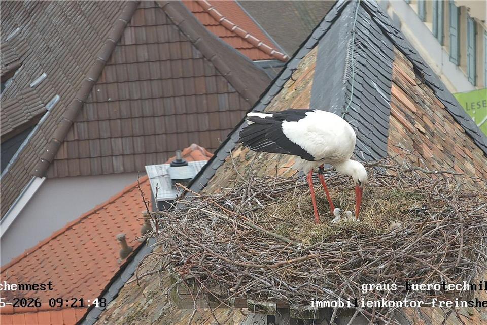 Die Jungvögel sind erst wenige Tage alt. Storchenkamera Freinsheim/dpa