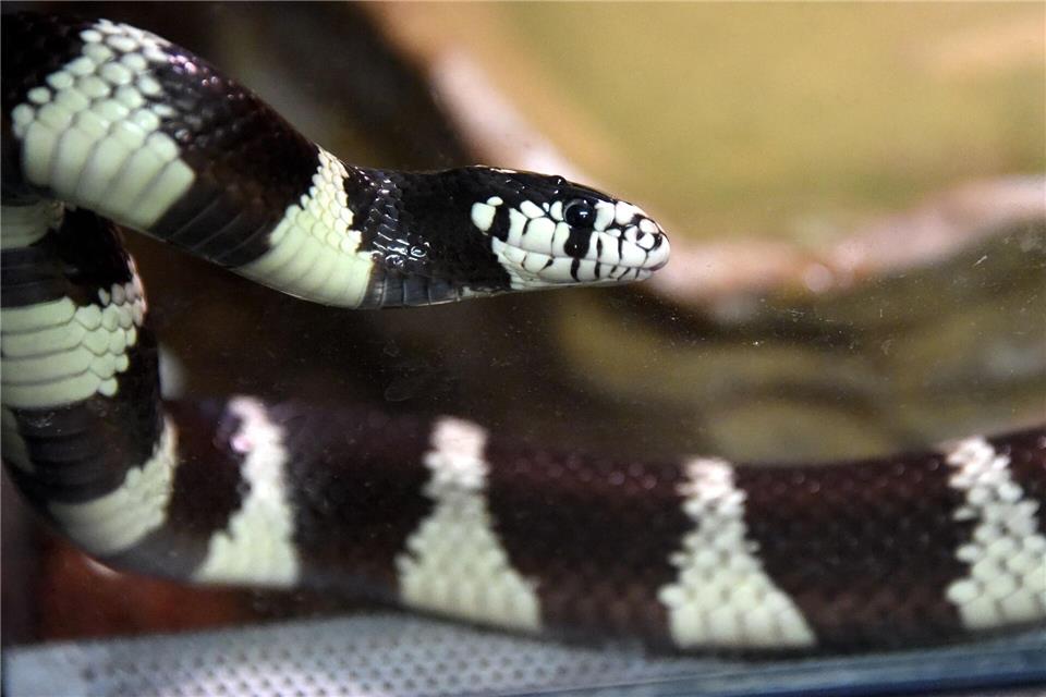 Die Kalifornische Kettennatter ist ungiftig und in Europa nicht heimisch. (Archivbild)picture alliance / dpa