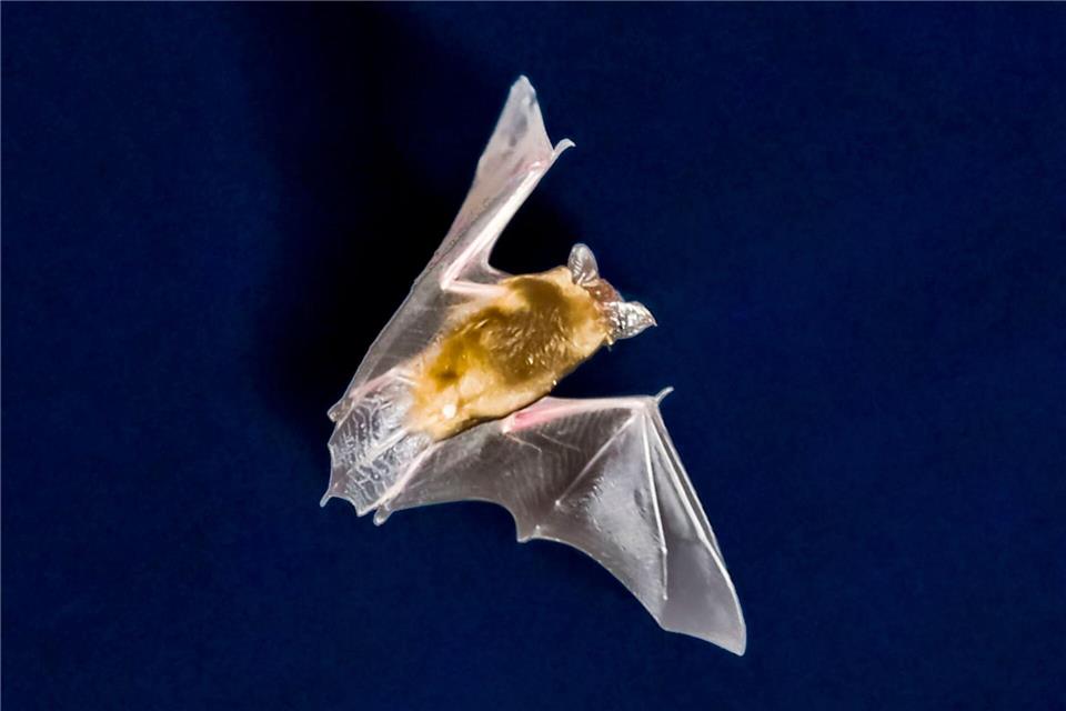 Die Kalkberghöhle in Bad Segeberg ist mit rund 30.000 Tieren das größte Überwinterungsquartier für Fledermäuse in Nordmitteleuropa. (Symbolbild)Frank Rumpenhorst/dpa