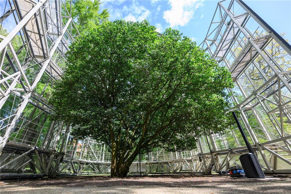 Die Kamelie verließ das Glashaus zuletzt im Mai 2025 (Archivbild).Robert Michael/dpa