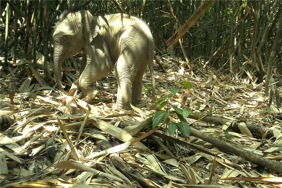 Die Kamerafalle nahm auch einen jungen Asiatischen Elefanten im Annamiten-Gebirge auf.Fauna&Flora/XinHua/dpa