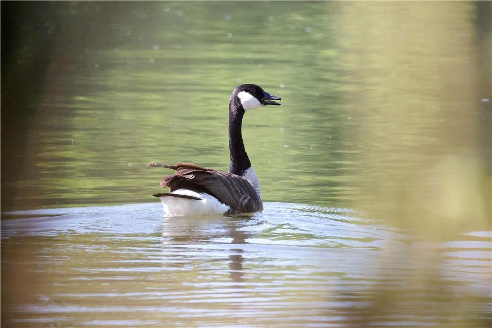 Die Kanadagans ist eine große, schwanenähnliche Gans.Daniel Löb/dpa