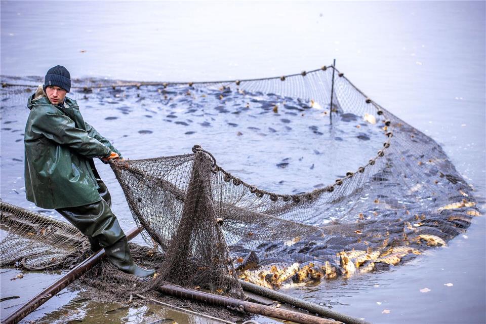 Festliches Abfischen der Karpfenteiche - Neuer Player dabei Die Karpfenernte ist eine Tradition in Mecklenburg-Vorpommern und wird vielerorts von kleinen Volksfesten begleitet. (Archivbild) Jens Büttner/dpa-Zentralbild/ZB