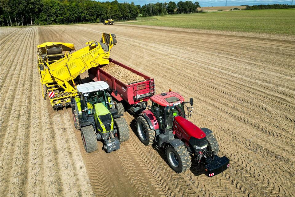 Die Kartoffelbauern haben in diesem Jahr eine sehr gute Ernte eingefahren - es sind sogar zu viele Kartoffeln, die Preise sind relativ schlecht. (Archivfoto)Jan Woitas/dpa