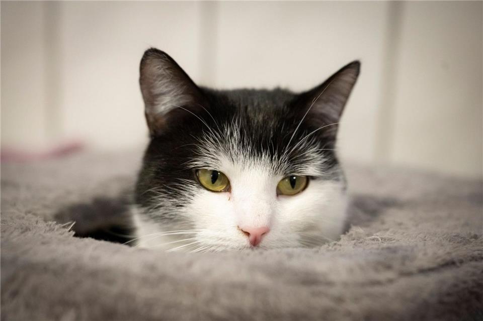 Die Katze Shila hat schon viele Abenteuer erlebt. Sina Schuldt/dpa