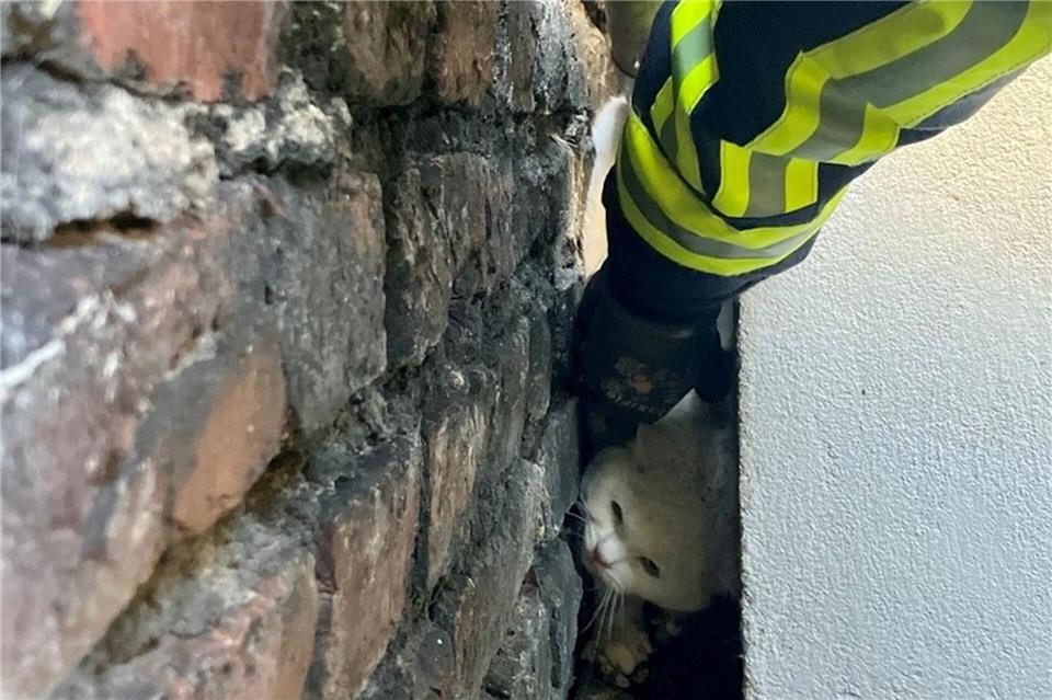 Die Katze war lange im Spalt eingeklemmt, ehe sie gerettet wurde. (Handout)--/Feuerwehr Bochum/dpa