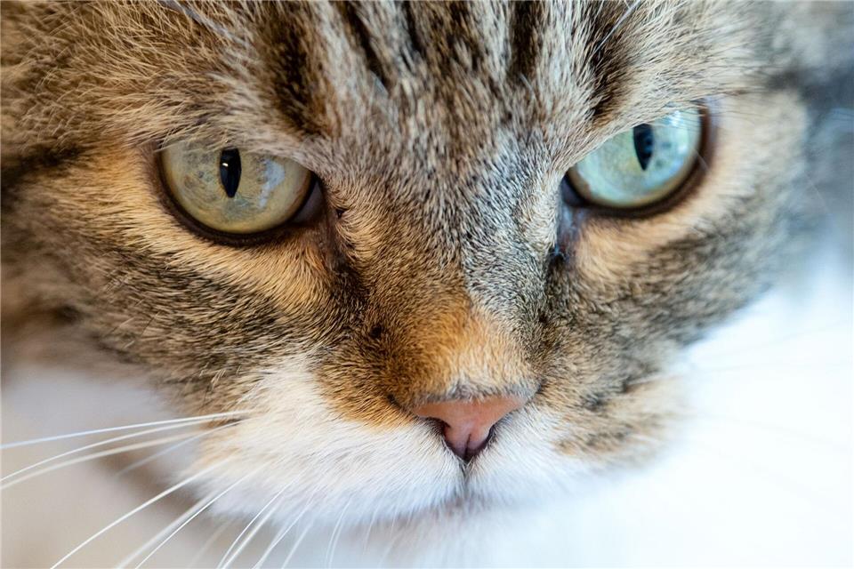 Die Katzen wurden in Tierheimen untergebracht. (Symbolbild)Sven Hoppe/dpa