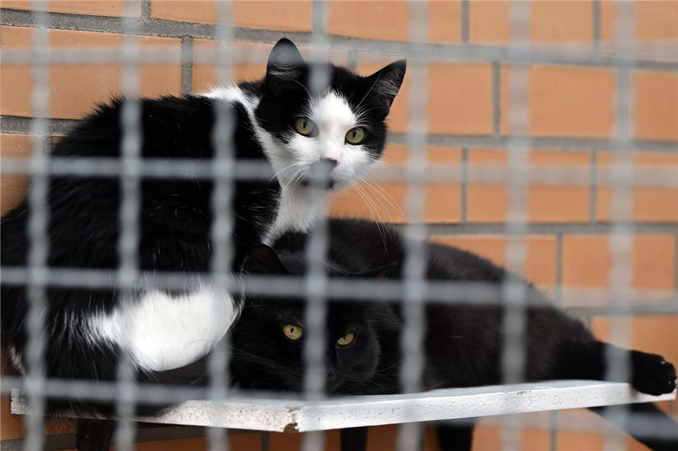 Katzenflut im Südwesten - Kastrationspflicht viel zu selten Die Katzenflut bringt Tierheime an den Rand der Erschöpfung.(Archivbild)Federico Gambarini/dpa