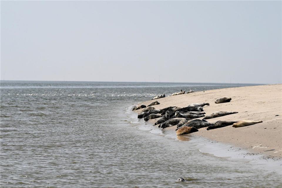 Die Kegelrobben fühlen sich im Wattenmeer wohl. (Archivbild)Lars Penning/dpa