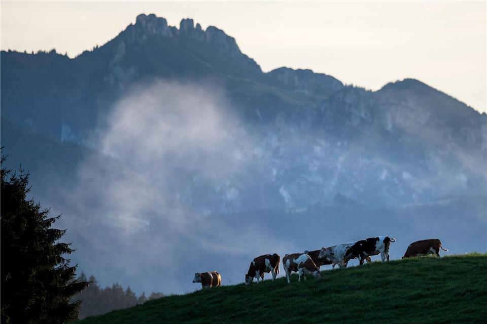 Die Kinder verliefen sich an der Hochplatte. (Symbolbild)picture alliance / dpa