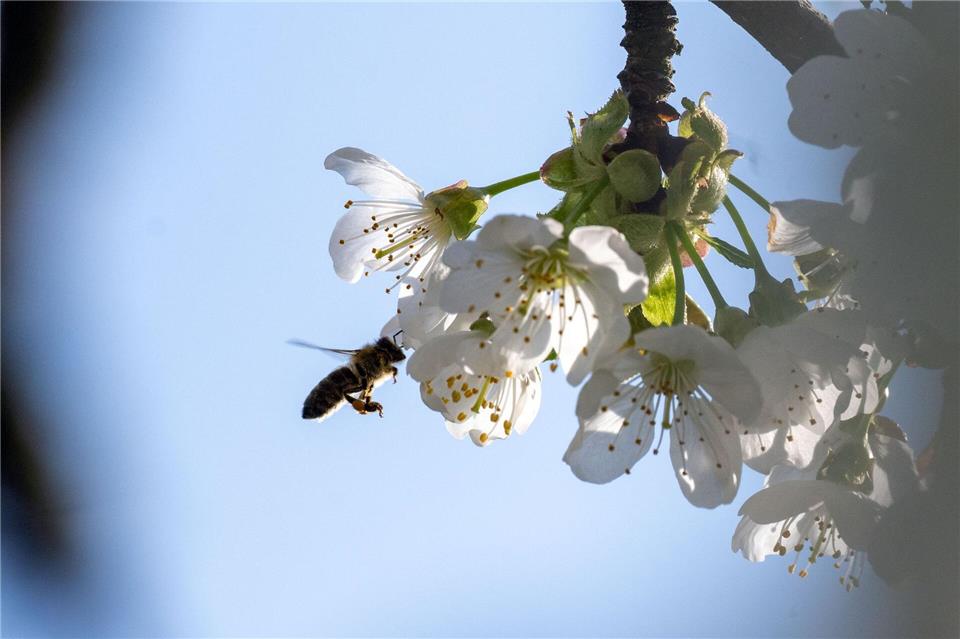 Die Kirschblüte in Franken ist noch in vollem Gange. (Archivbild)Pia Bayer/dpa