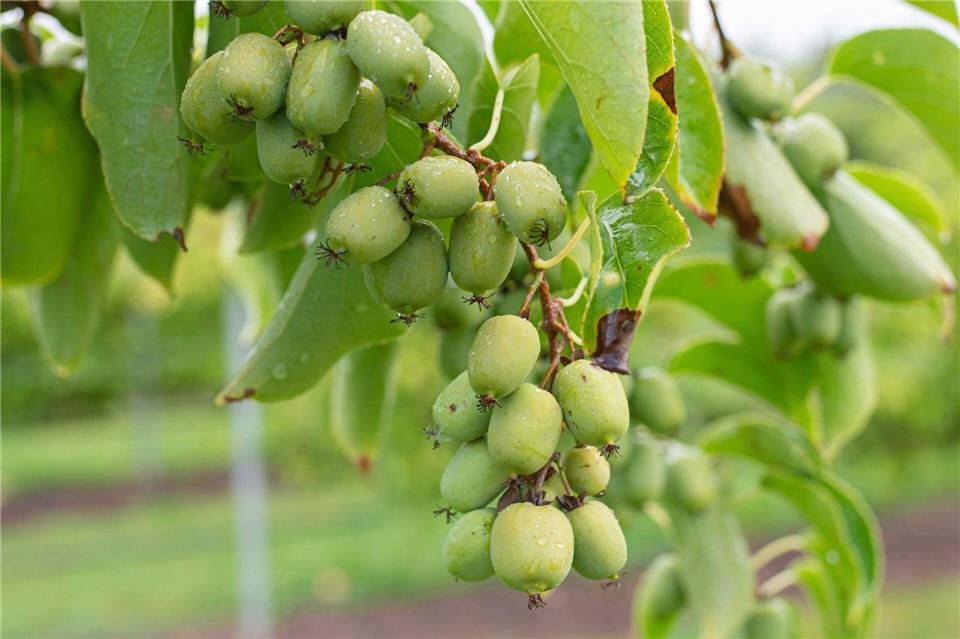 Die Kiwibeeren stehen auf der „Haus-Garten-Freizeit“ im Fokus.--/Unternehmen Kiwiri/dpa