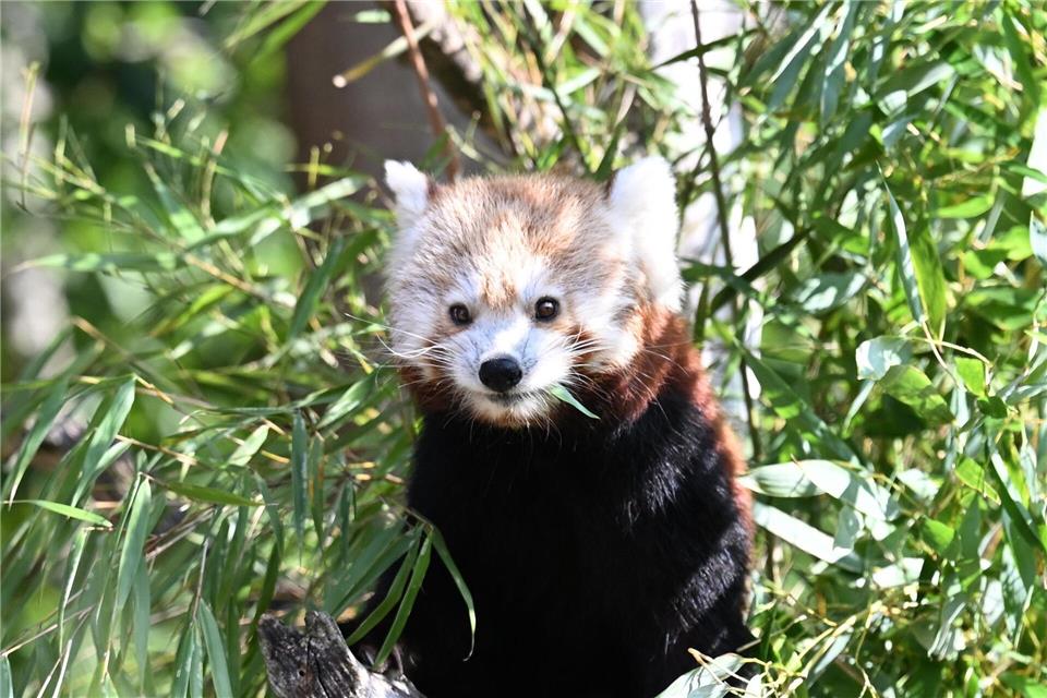 Die Kleinen Pandas fressen gerne Bambus.Shireen Broszies/dpa