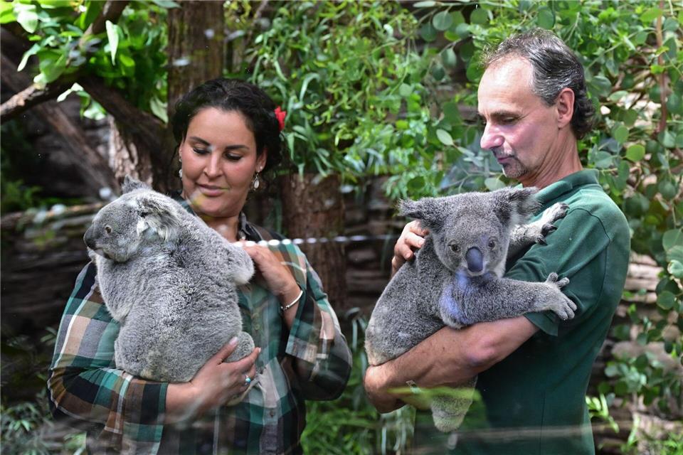 Die Koalas, die aus Australien nach Stuttgart kamen, waren zunächst in Quarantäne. (Archivbild)Bernd Weißbrod/dpa
