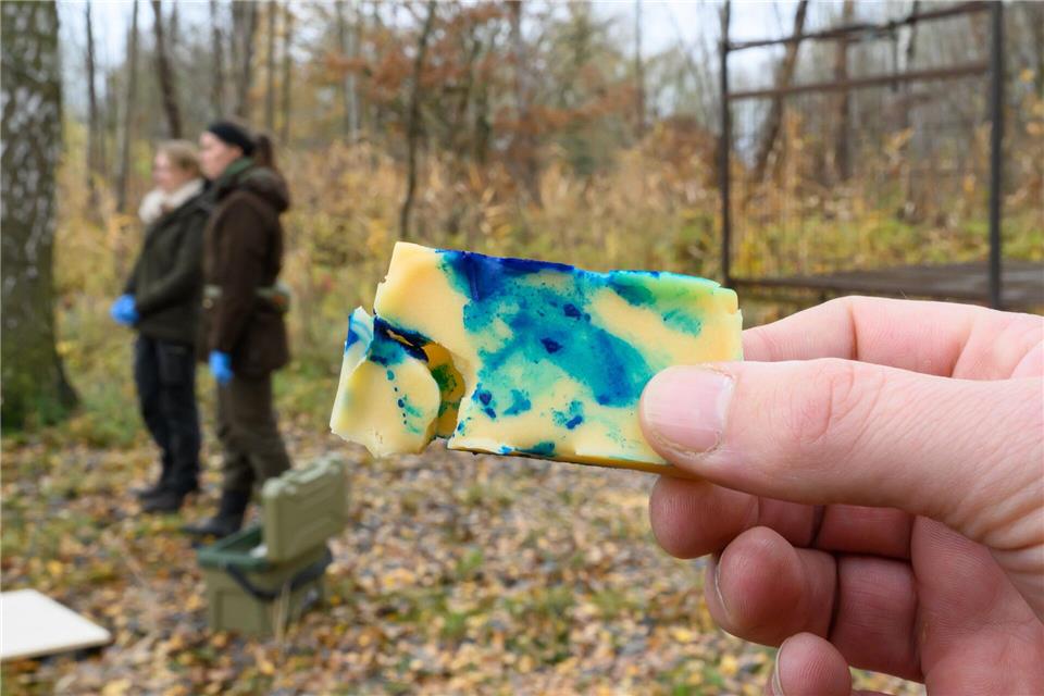 Die Köder enthalten noch keinen Impfstoff.Patrick Pleul/dpa