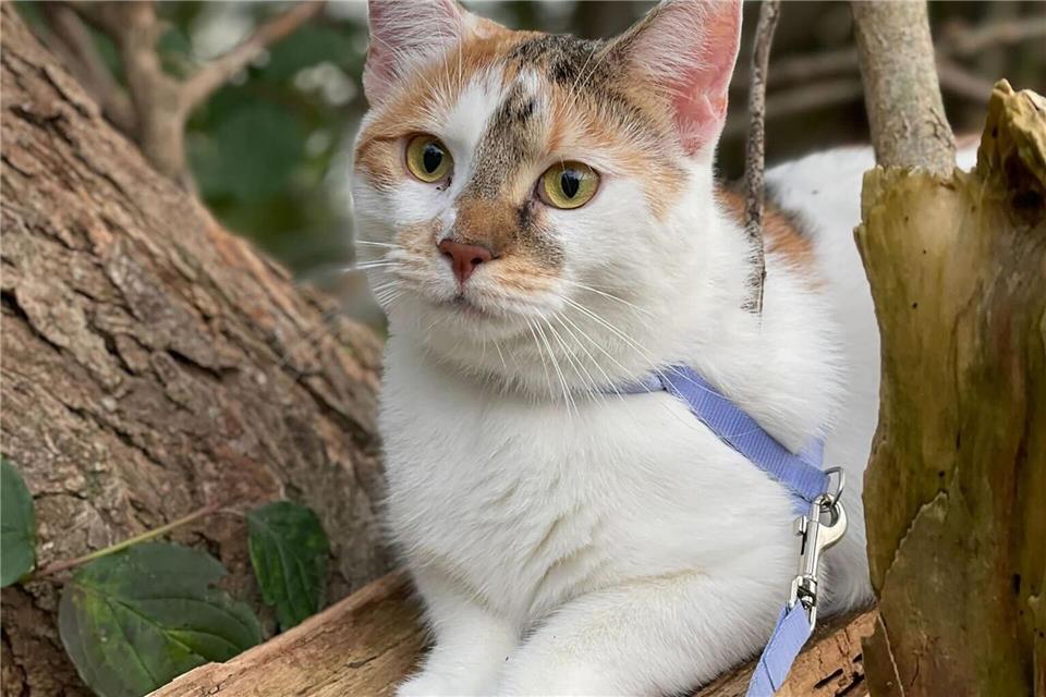 Die Körpersprache zeigt, ob die Katze den Ausflug an der Leine genießt – oder lieber nach Hause möchte.Julia Bresching/dpa-tmn