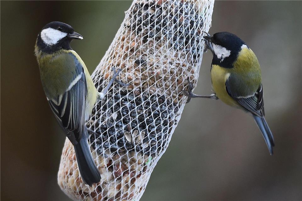 Die Kohlmeise war bei der Nabu-Zählung in NRW der häufigste Wintervogel. (Archivbild)Holger Hollemann/dpa