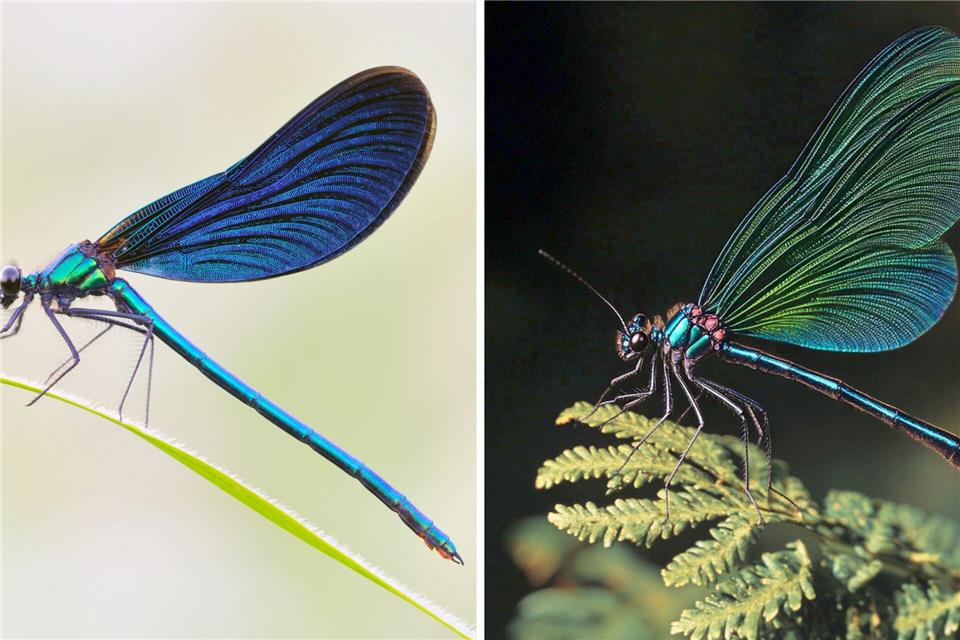 Die Kombo zeigt links ein Foto einer Blauflügel Prachtlibelle, fotografiert von Sebastian Hennigs. Rechts ist ein KI-generiertes Motiv, das auch eine Blauflügel Prachtlibelle darstellen soll, KI-generiert von Matthias Neumann. Das KI-Bild rechts ist fehlerhaft. Insekten haben beispielsweise nur sechs Beine. S. Hennigs/M. Neumann/Heinz Sielmann Stiftung/dpa