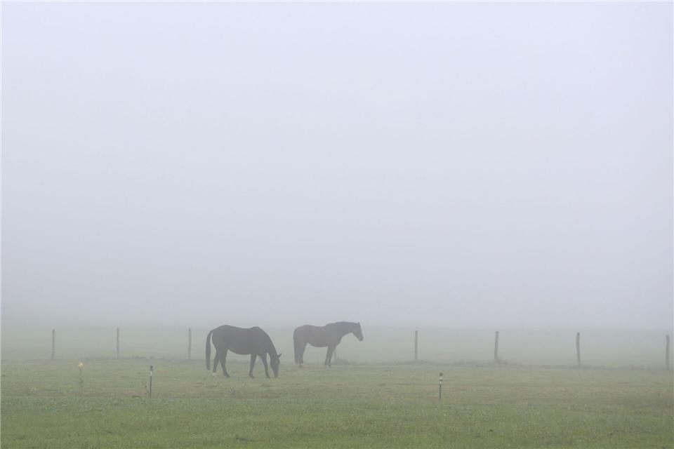 Die Koppel der Pferde liegt direkt neben dem bei Ausflüglern in der Region beliebten Regental-Radweg. (Symbolbild)Karl-Josef Hildenbrand/dpa