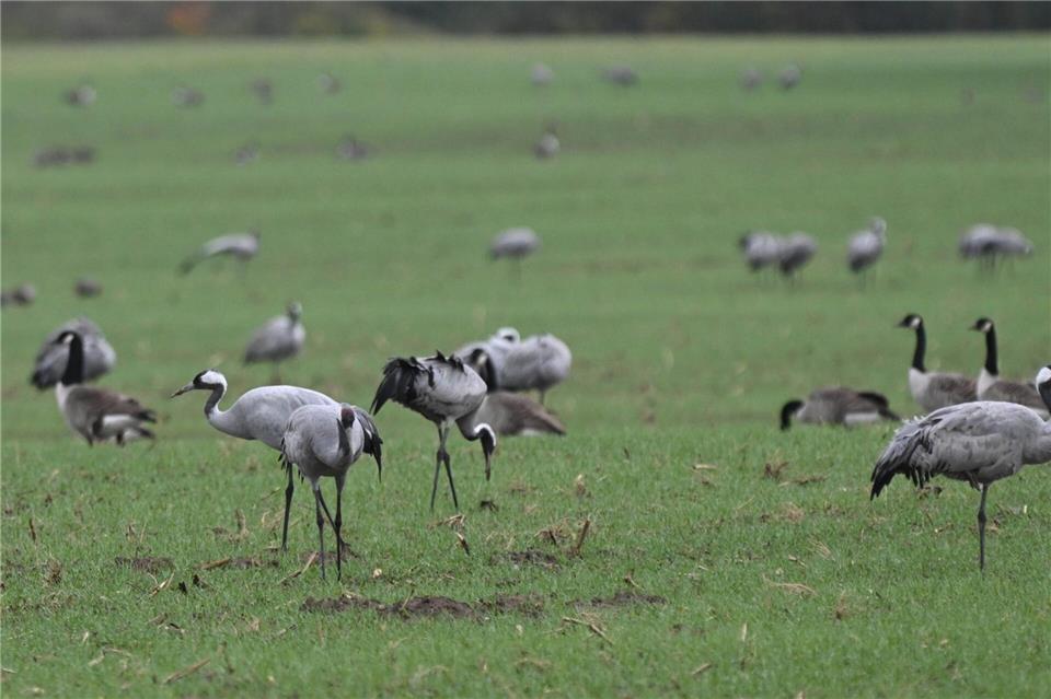Die Kraniche stärken sich für ihren Zug nach Süden auf einem Feld bei Stralsund. Stefan Sauer/dpa