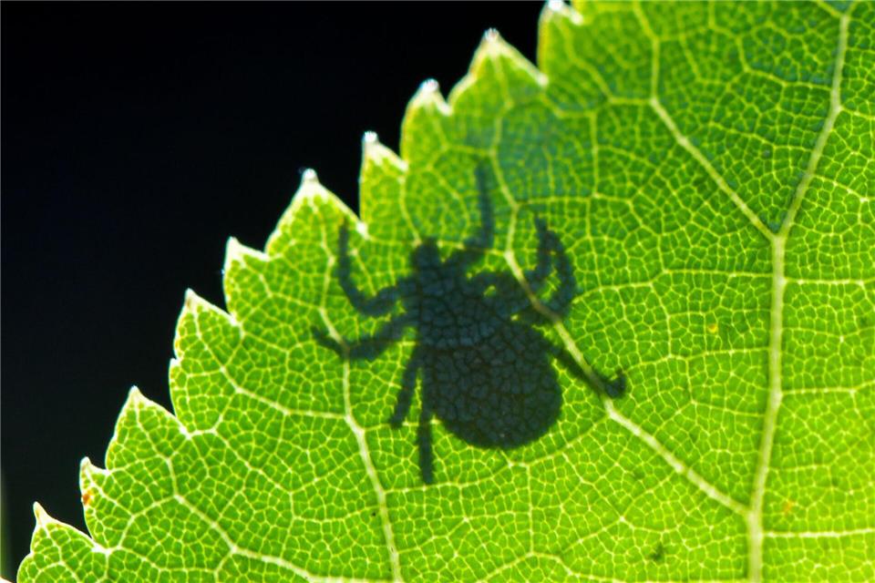 Die Krankheit Lyme-Borreliose wird durch Zecken auf den Menschen übertragen. (Symbolbild)picture alliance/dpa/dpa-Zentralbild