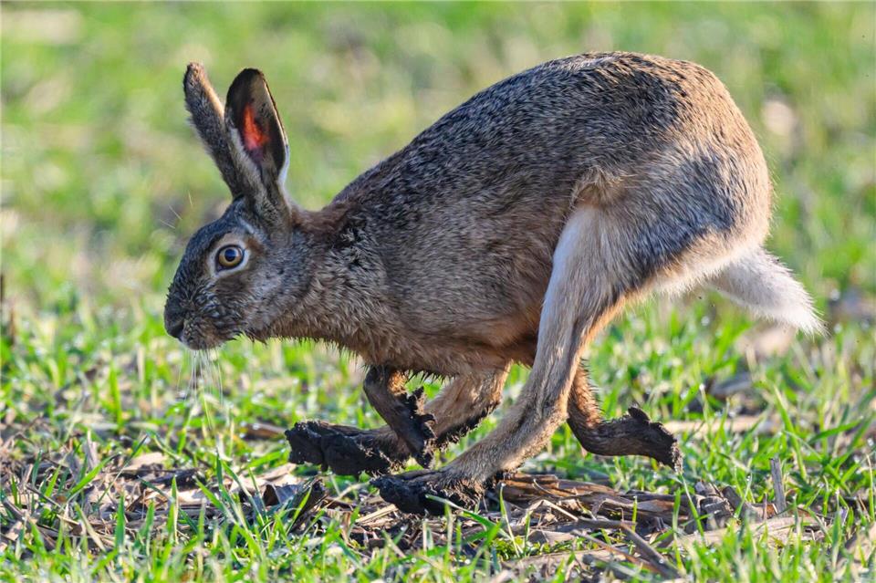 Die Krankheit „Tularämie“ wurde bei zwei toten Feldhasen in Borken nachgewiesen.