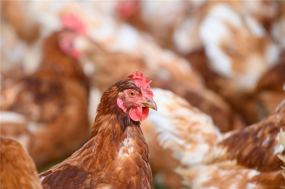 Die Krankheit ist für Hühner hochansteckend. (Symbolbild)Klaus-Dietmar Gabbert/dpa