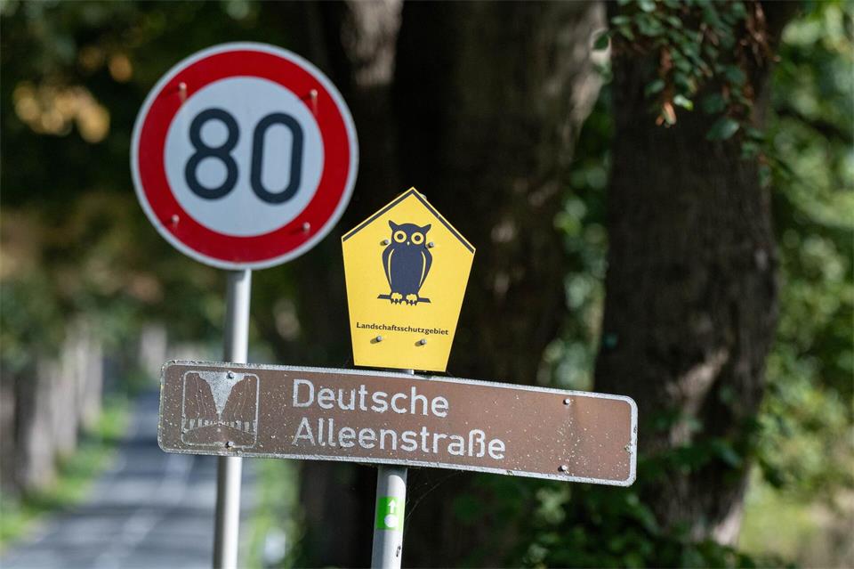 Die Krimlindenallee auf der Insel Rügen ist ein offizieller Teil der Deutschen Alleenstraße. (Archivbild)Stefan Sauer/dpa